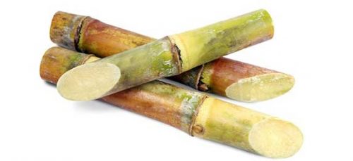 Can Dogs Eat Sugar Cane? | ZooAwesome