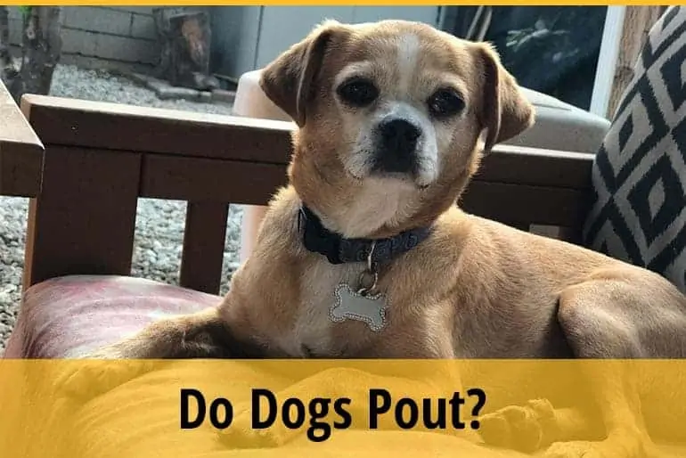 Do Dogs Pout?