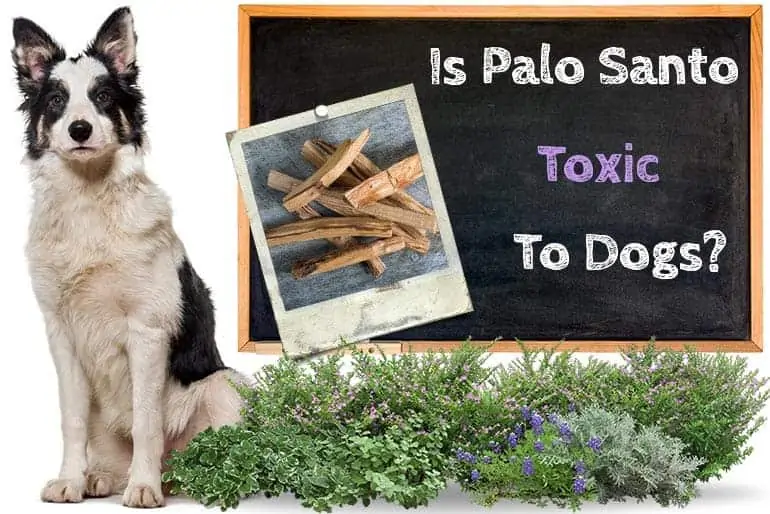 Is Palo Santo Toxic to Dogs