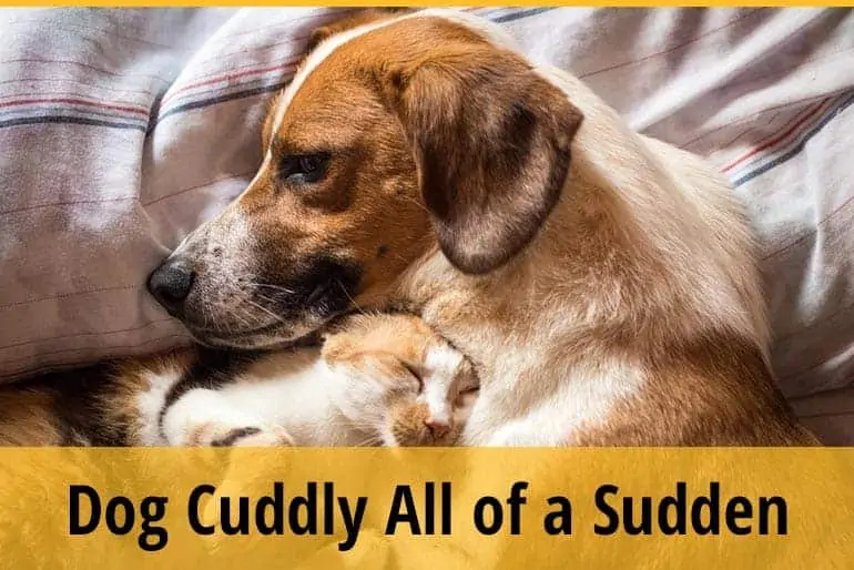 Why is My Dog So Cuddly All of a Sudden