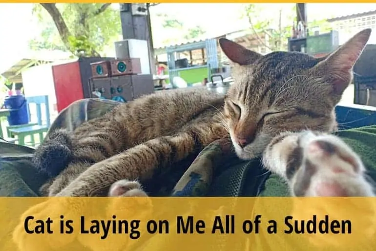 Cat is Laying on Me All of a Sudden