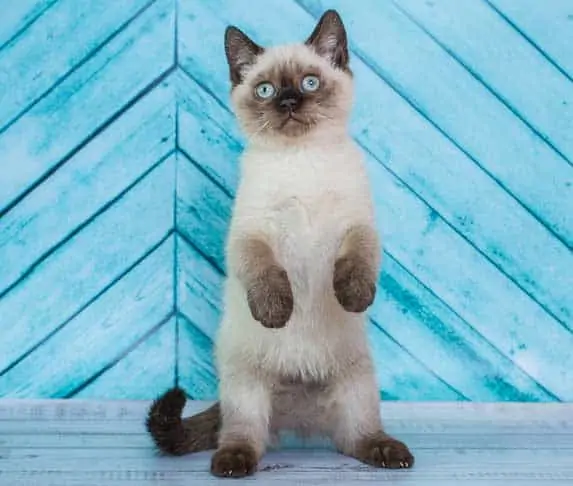 Cat showing its paws