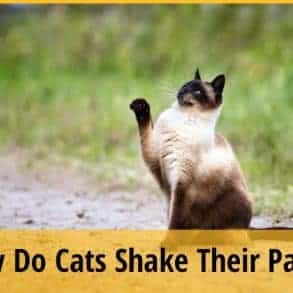 Why Do Cats Shake Their Paws? | ZooAwesome