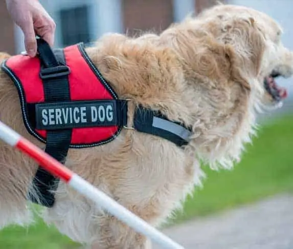 service dogs on target mall