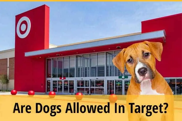 Can I Bring My Dog To Target