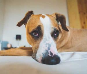 Can Dogs Be Retarded? (Are They Susceptible To Such Abnormalities ...