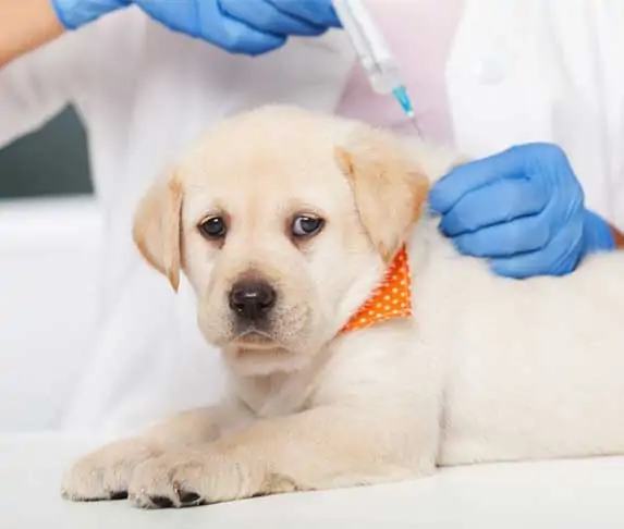 puppy getting vaccine shots