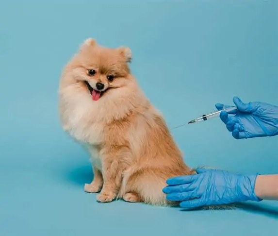 Important vaccine for dogs