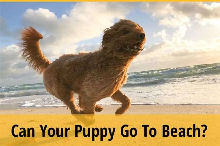 Can I Take My Puppy To The Beach