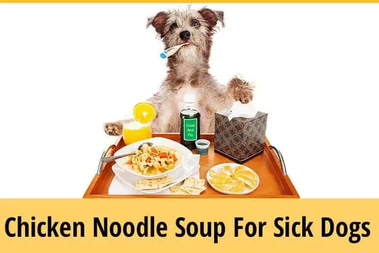 Can Dogs Have Chicken Noodle Soup During Illness