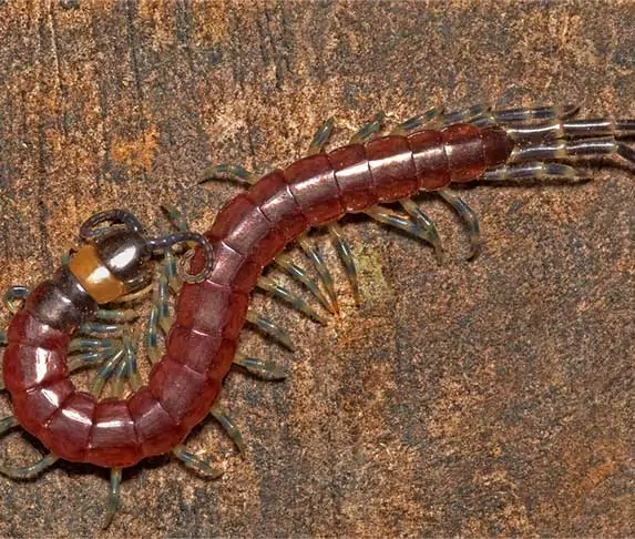 centipede bite on dogs