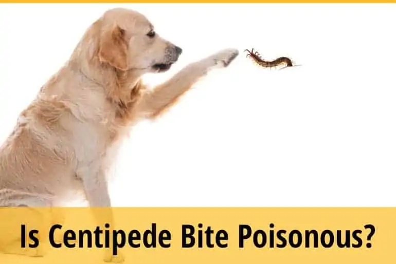 Centipede Bite Dog