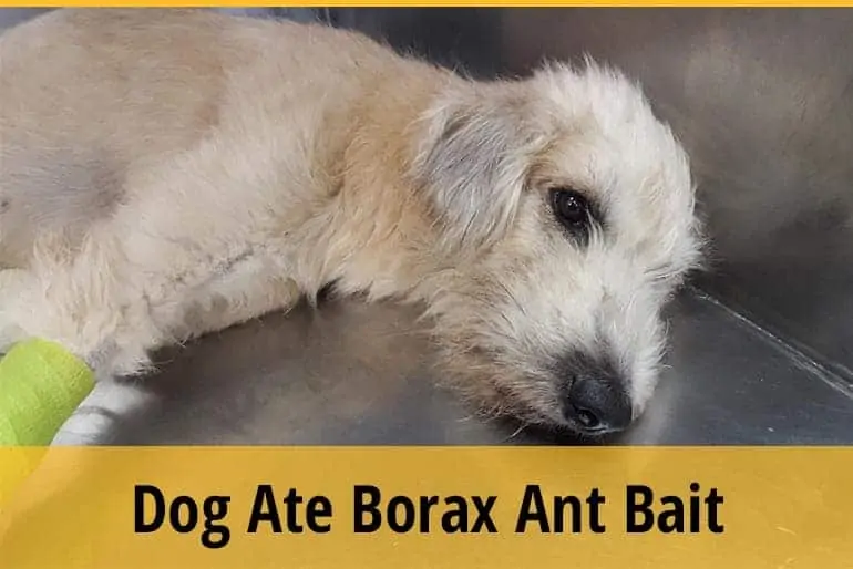 My Dog Ate Borax Ant Bait
