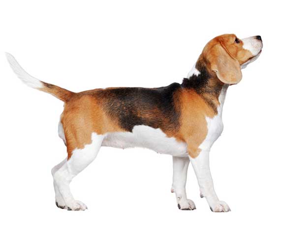 Beagles