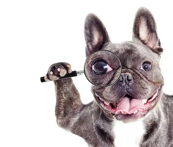 english bulldog with magnifying glass