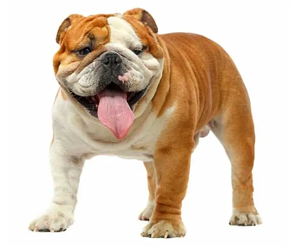 english bulldog