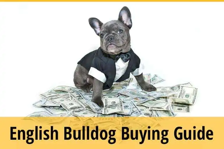 Buying English Bulldog ,