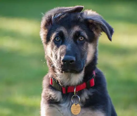 GSD puppy with floppy ear