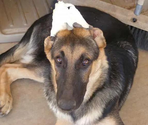 GSD with taped ear