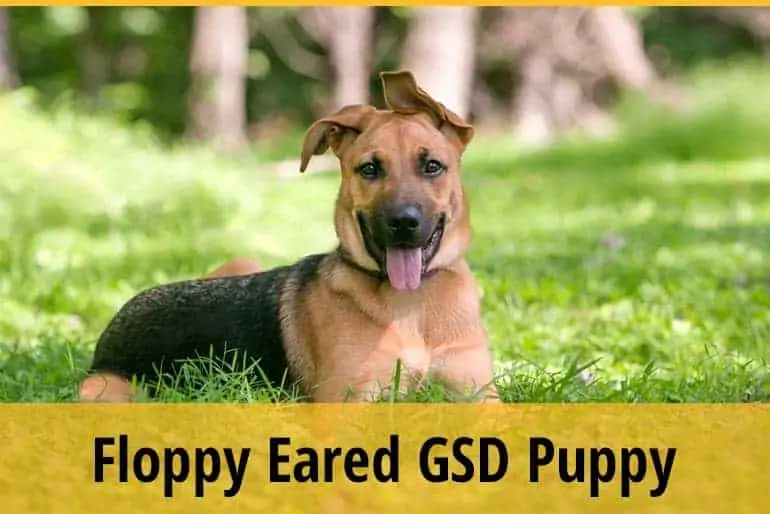 9 Months Old GSD Puppy Still Floppy Eared