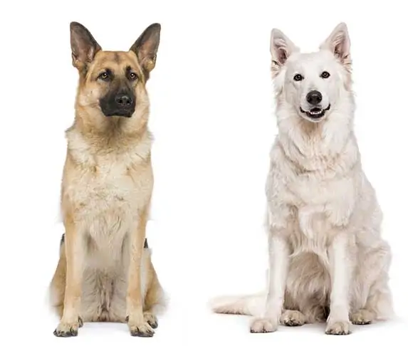 gsd and white swiss shepherd