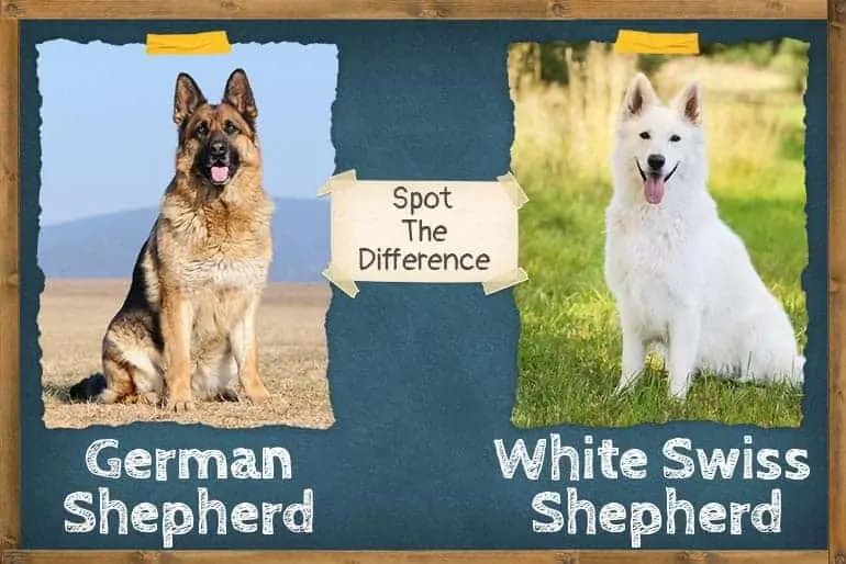 Swiss Shepherd vs German Shepherd