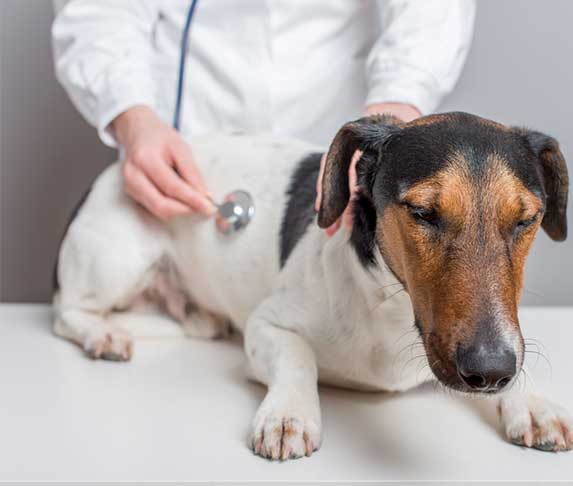 how long can a puppy hold a poop