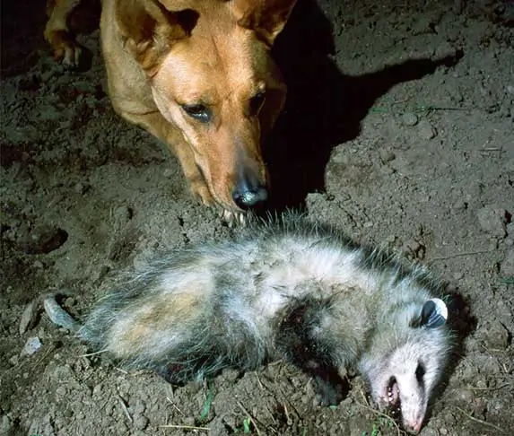 dog attacked a possum