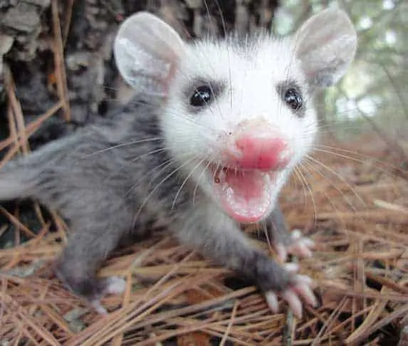 possum