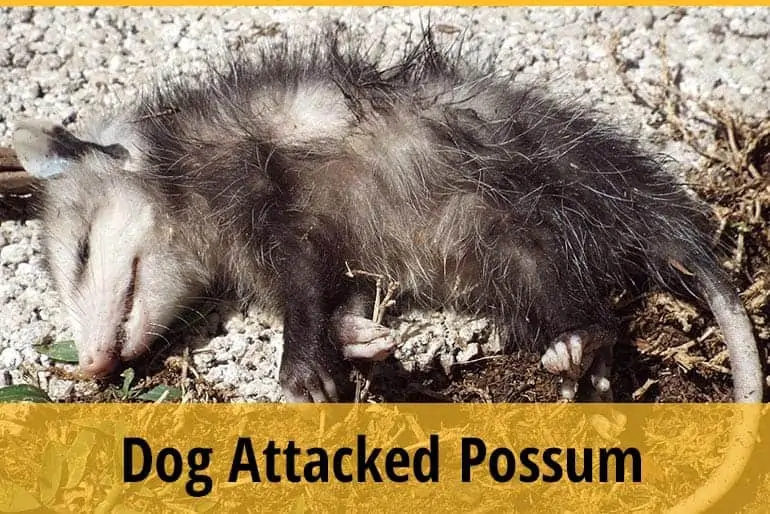 My Dog Attacked A Possum