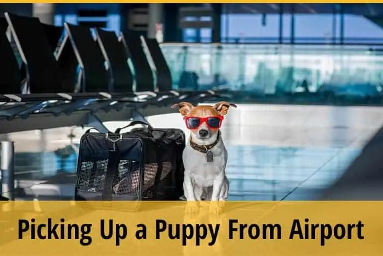Things To Do When Picking Up A Puppy From The Airport