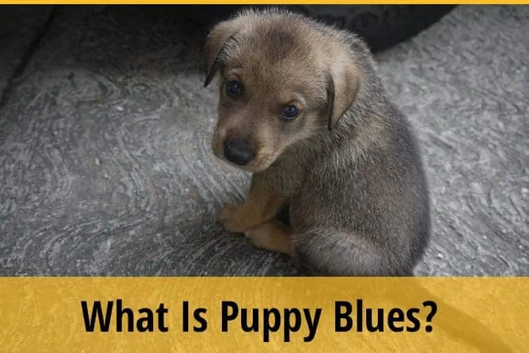 What Is Puppy Blues