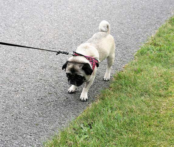 stubborn pug