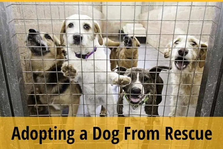 Why Is It So Hard To Adopt A Dog From A Rescue