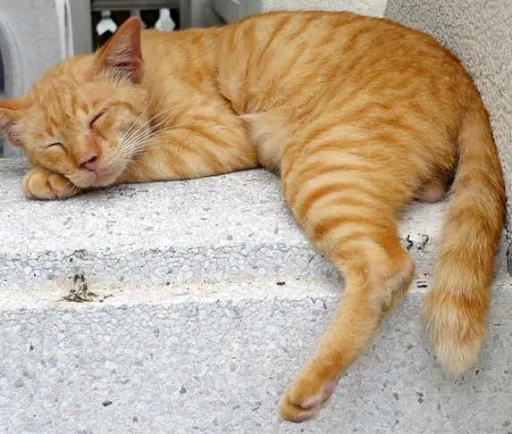 cat sleeping with one paw out