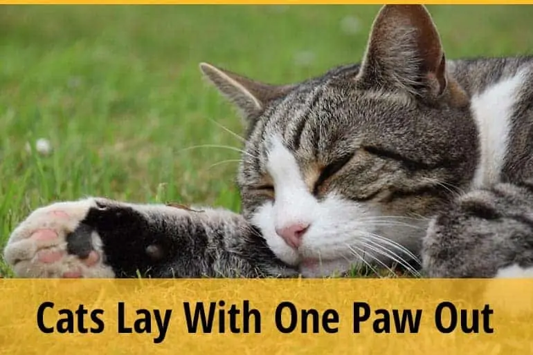 Why Do Cats Lay with One Paw Out? ZooAwesome