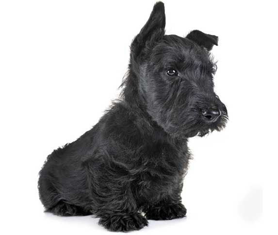 Scottish Terrier