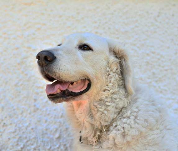 Kuvasz Dog