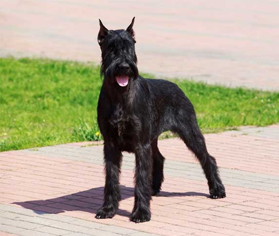 Giant Schnauzer