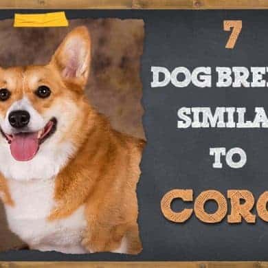 7 Dog Breeds That Look Like Corgis (Pictures & Info) | ZooAwesome