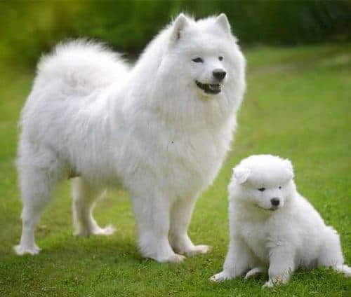 7 Dog Breeds That Look Like Corgis (Pictures & Info) | ZooAwesome