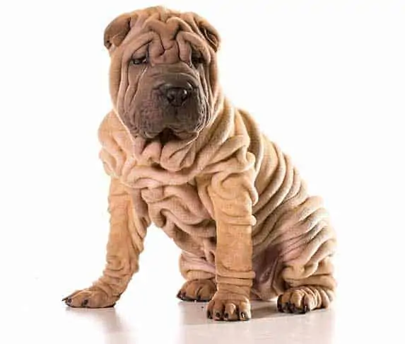Shar-Pei