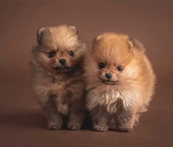 Pomeranian