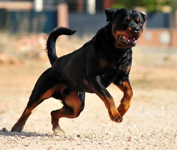 Rottweiler