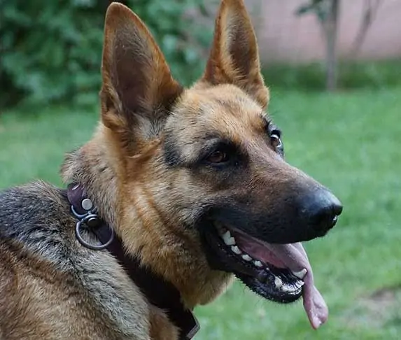 German Shepherd