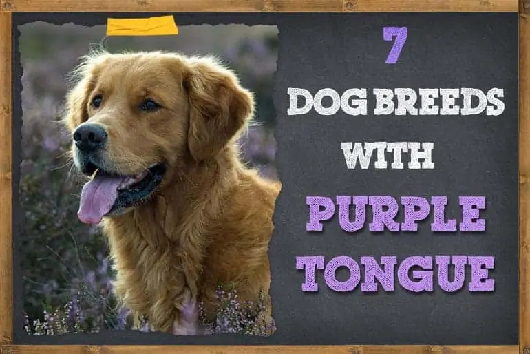 7 Dog Breeds with Purple Tongues