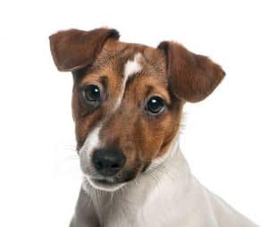 7 Dog Breeds with Button Ears (Pictures & Info) | ZooAwesome