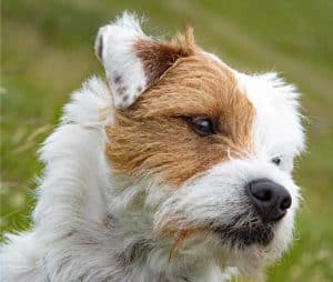 7 Dog Breeds with Button Ears (Pictures & Info) | ZooAwesome