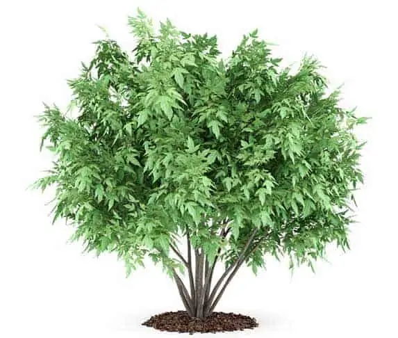 Amur Maple