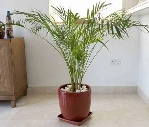 Bamboo Palm